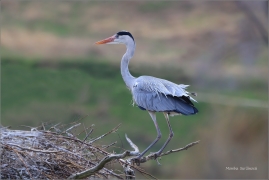 <p>VOLAVKA POPELAVÁ (Ardea cinerea) ---- /Grey heron - Graureiher/</p>